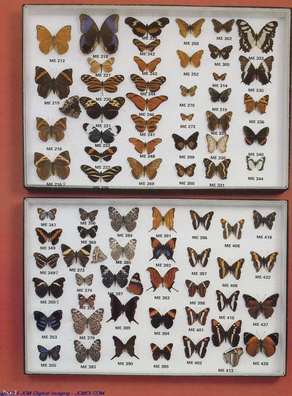 The Butterfly Company (NY) 20 page catalog 1978